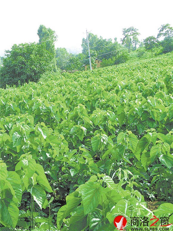 青翠的桑园是蚕桑产业的基础 （记者 李 亮 摄）