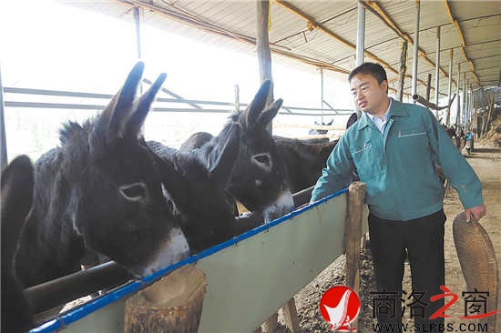 罗勇正给毛驴喂食草料