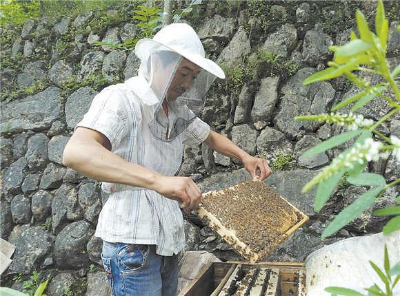 天竺山下养蜂人