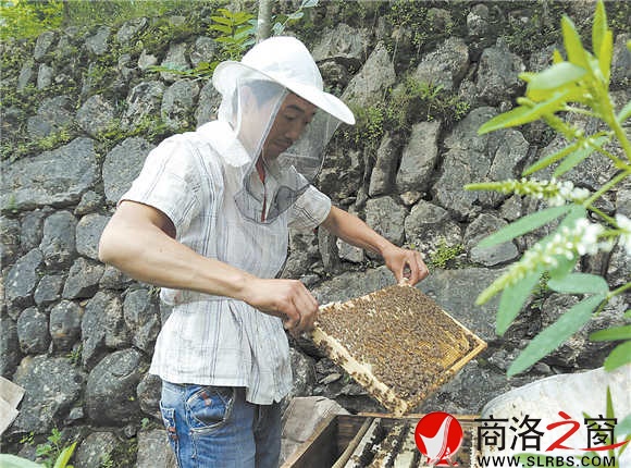 韩晓向记者展示他养的土蜂