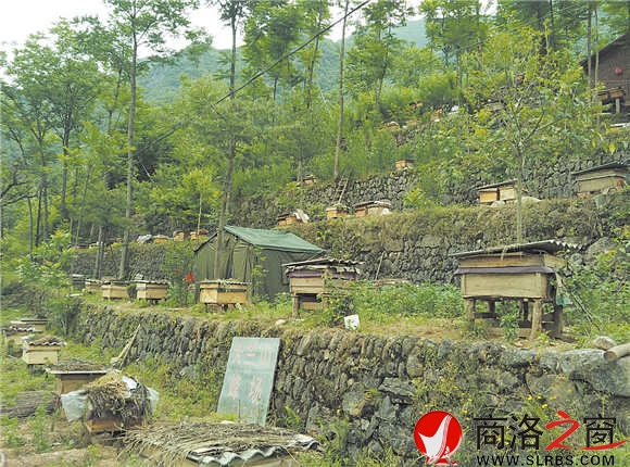 韩晓的土峰养殖实现了人与自然的和谐相处