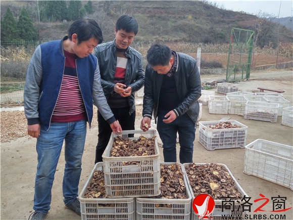 赵建锋、刘瑜、王波在查看刚烘烤出来的香菇。