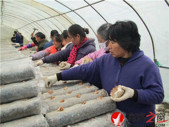 人们忙着在香菇大棚里点种香菇