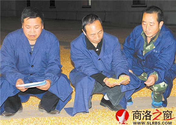 粮食保管员李建峰和同事正在查看库存粮食质量