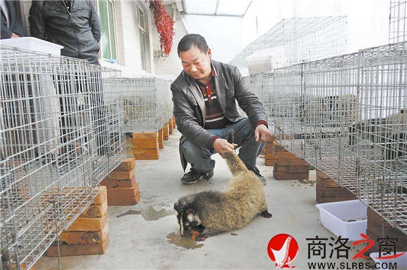 果子狸养殖已成为十五里铺村的特色养殖项目