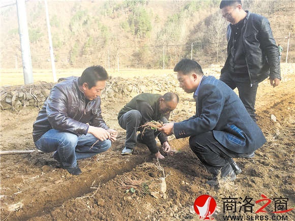 技术人员正在指导群众栽植丹参苗