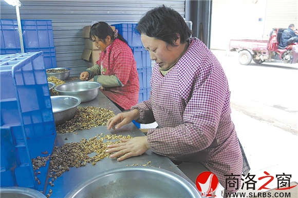程彩秀正在认真挑选核桃仁
