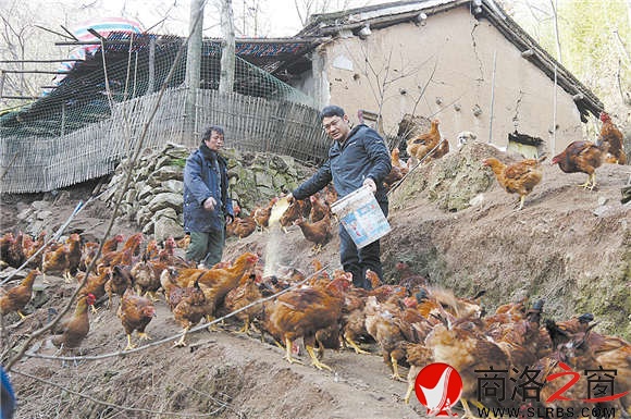 今年年初，杨海波怀揣着创业梦想，从城里走到深山，开始了他的养鸡事业。