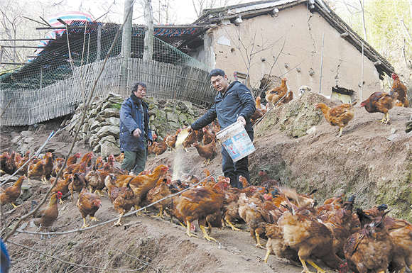 80后小伙深山养鸡