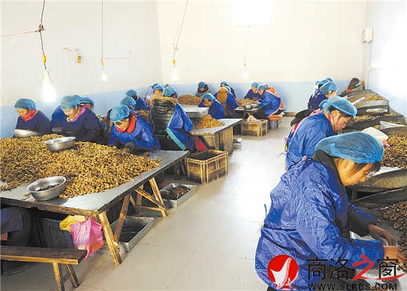 永丰核桃专业合作社对核桃仁进行分拣