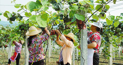商南千亩优质狝猴桃丰产