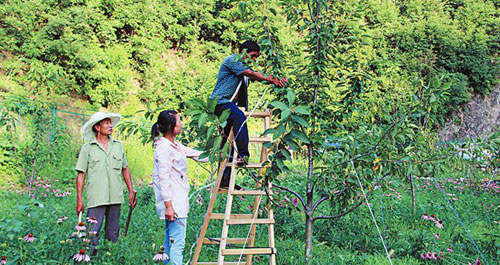青铜关镇丰收村民为来年樱桃增收正在为樱桃树整株定型