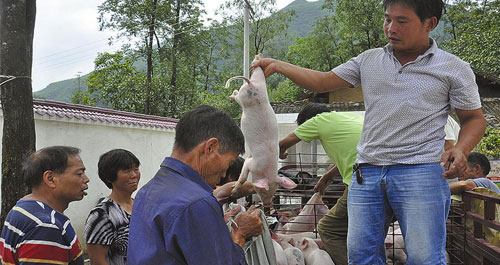 镇安县农商行为包扶村群众发放仔猪