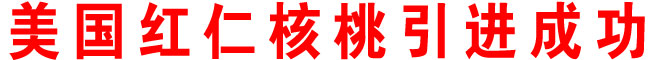 美国红仁核桃引进成功