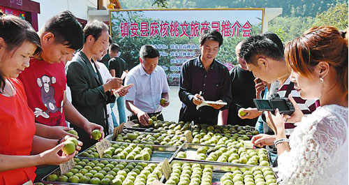 长坡村富民麻核桃今年获得丰收