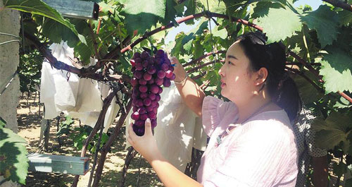 我市今年葡萄总产量有望突破3000万斤