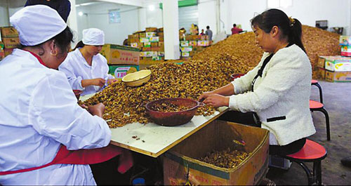 山阳桃核桃深加工 为贫困户提供工作岗位