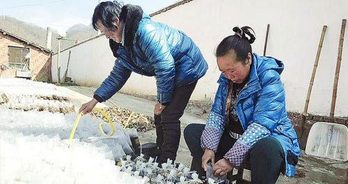 碾子沟里天麻村