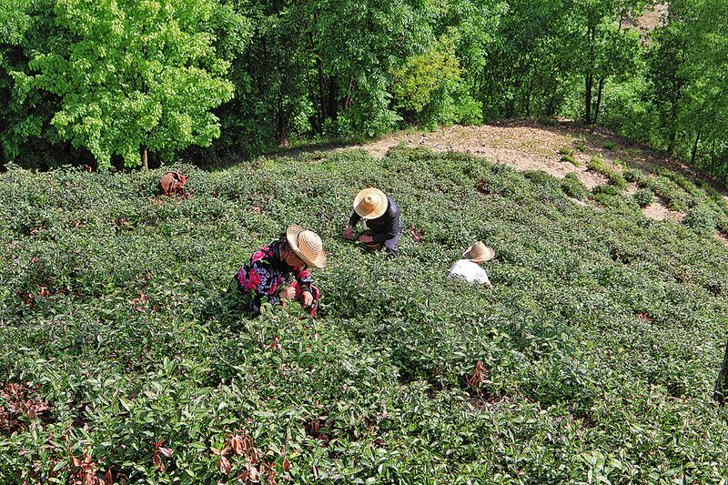 探寻”绿水青山就是金山银山”的致富密码