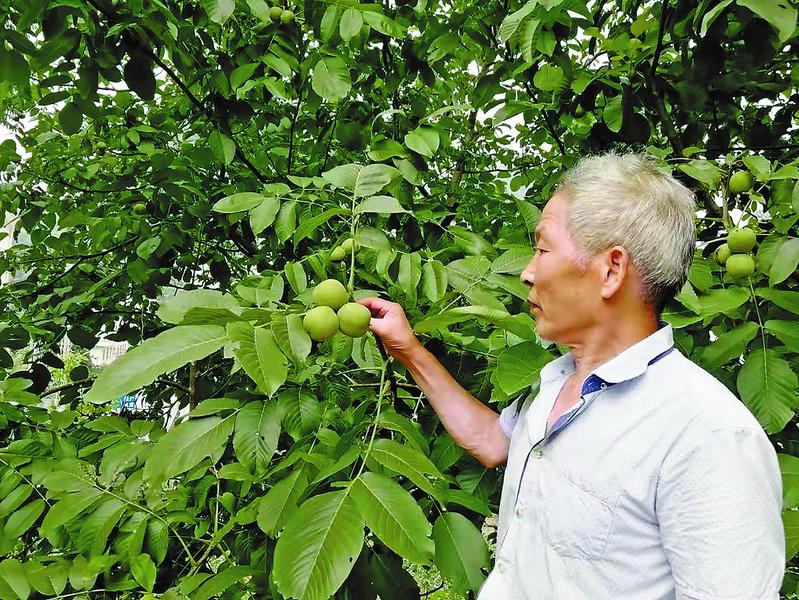 根植沃土写春秋 一枝一叶总关情