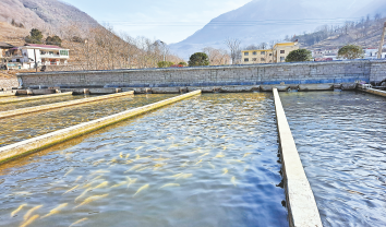 冷水鱼养殖带领村民走上致富路