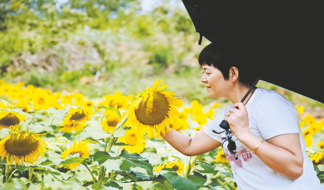 赏花罗家营