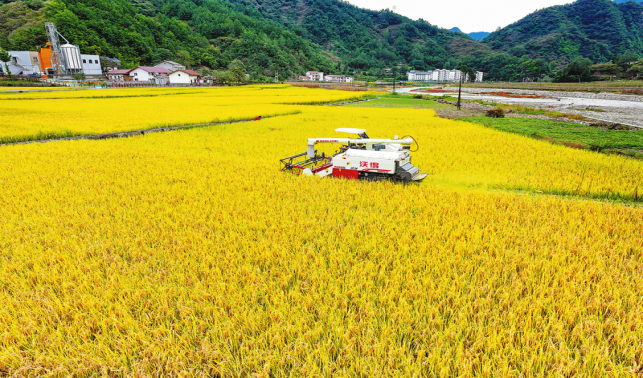 西川秋收图