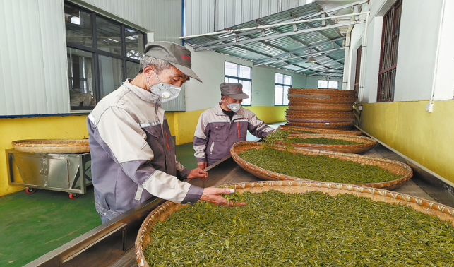 达仁镇春茶抢“鲜”开采
