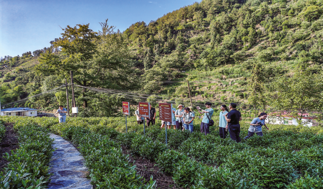 达仁镇 “两片绿叶”托起群众致富梦
