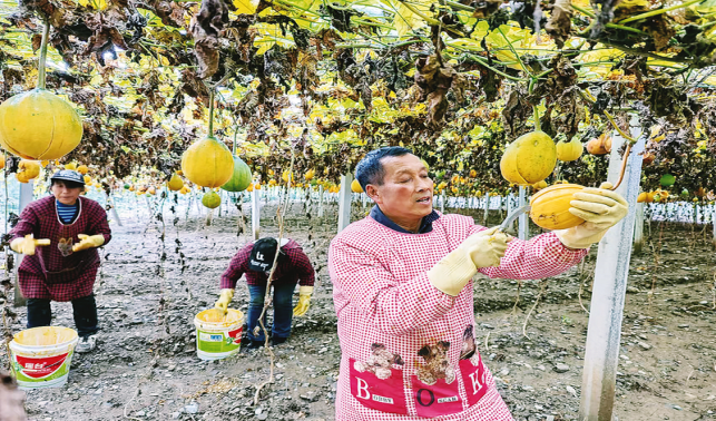 月明村：藤蔓结满“黄金果”