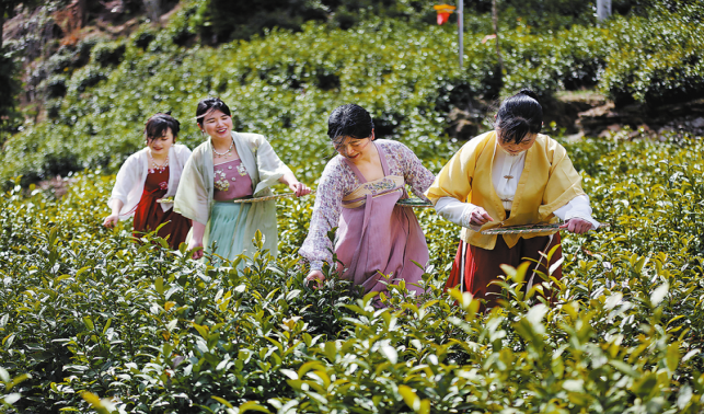 春到象园茶乡美