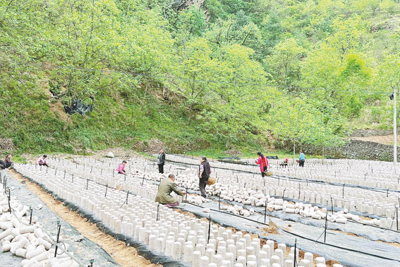 红岩寺镇木耳种植基地村民正在摆放菌包