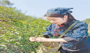 茶树绿了青山 茶园富了百姓