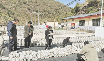 夯实木耳基础 助力乡村振兴