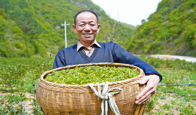 一片茶叶富山村