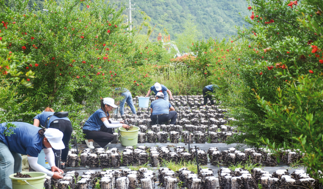 商洛市木耳吊袋采摘劳动和技能大赛在柞水县举行