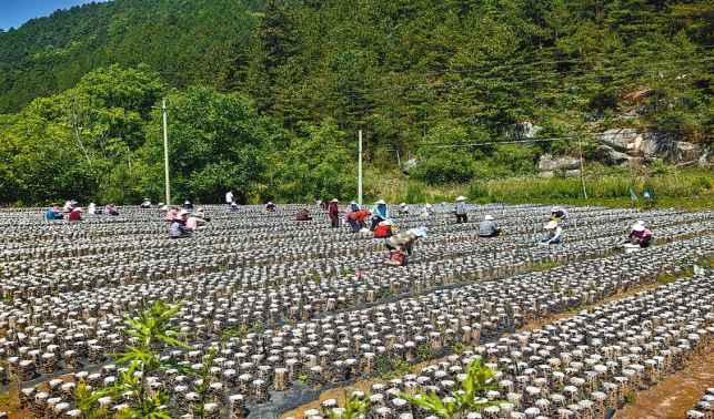 致富“菌”有道 田间采摘忙