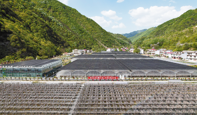 金米村：从贫困村到“金米仓”