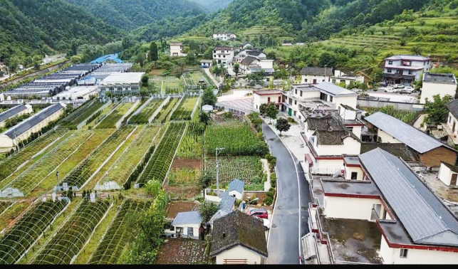 新合村 多元发展共绘振兴新画卷