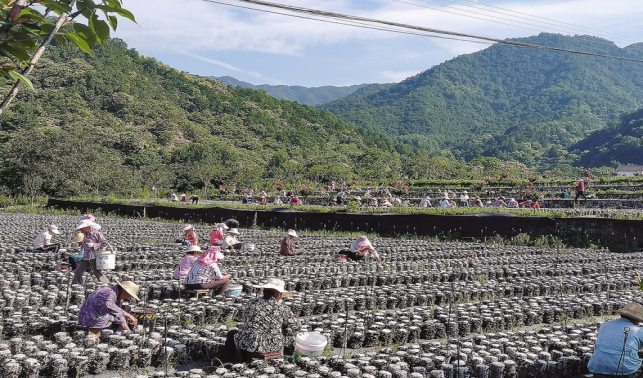 老庵寺村的蝶变之路