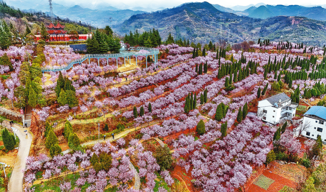 红梅花开春意浓