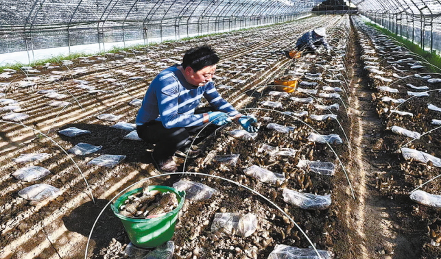 羊肚菌香飘岩湾