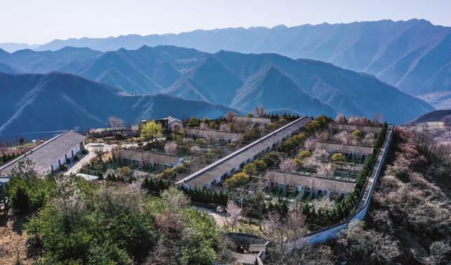 青山深处的“软黄金”