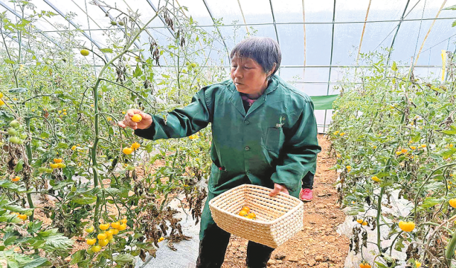 “放心菜”产业赋能洛南乡村振兴