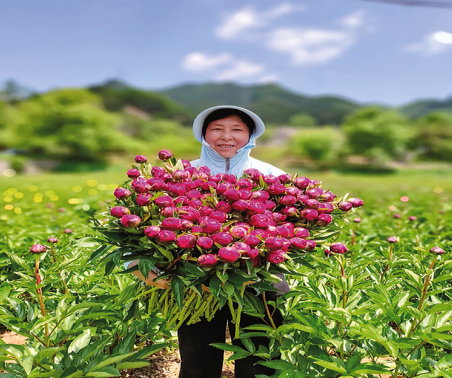 致富芍药正抽芽