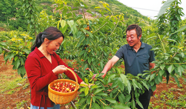 返乡创业种樱桃 带领乡邻奔富路