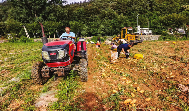 高坝店镇 千亩高山土豆撬动富民大产业