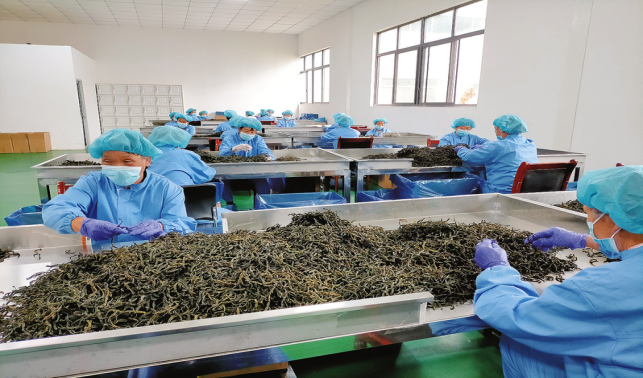 豆角串起增收链