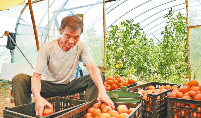 大棚果蔬迎丰收