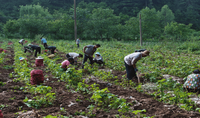 寺耳镇 高山洋芋成群众增收“金豆豆”